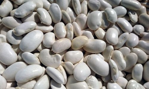 Benefits of White Beans